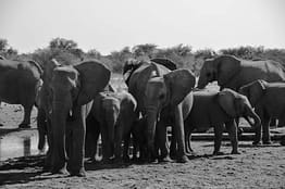 elephant-namibie-nature