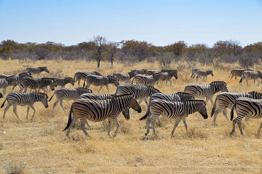 zebre-namibie-etosha-parc